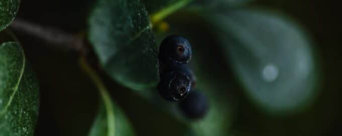 20 g na 10 litrů - a zimolez vás zaplaví bobulemi: Budete je sbírat do kádí - agronom