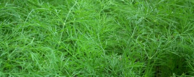 Kopr naklíčí za 2 dny: 1 polévková lžíce na litr vody - rady agronoma pro vás