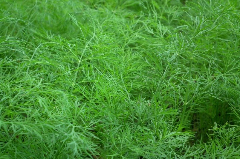 Kopr naklíčí za 2 dny: 1 polévková lžíce na litr vody - rady agronoma pro vás