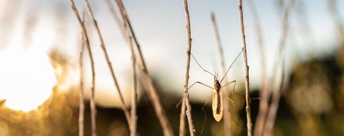 Nenechte si zkazit večer: Sestavte si chytrý lapač komárů z šikovných nástrojů.
