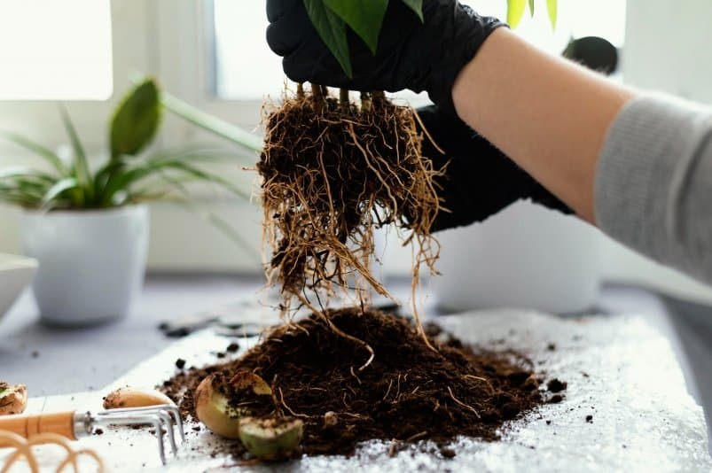 Přírodní pomocníci: Mluvte o přírodních stimulátorech růstu kořenů