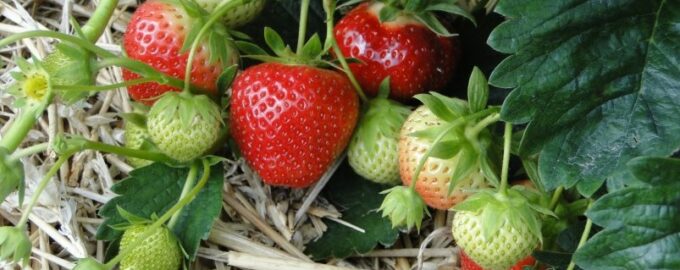 Pro jahody v dubnu - přísně povinné: Agronom připomněl 5 pravidel jarní péče
