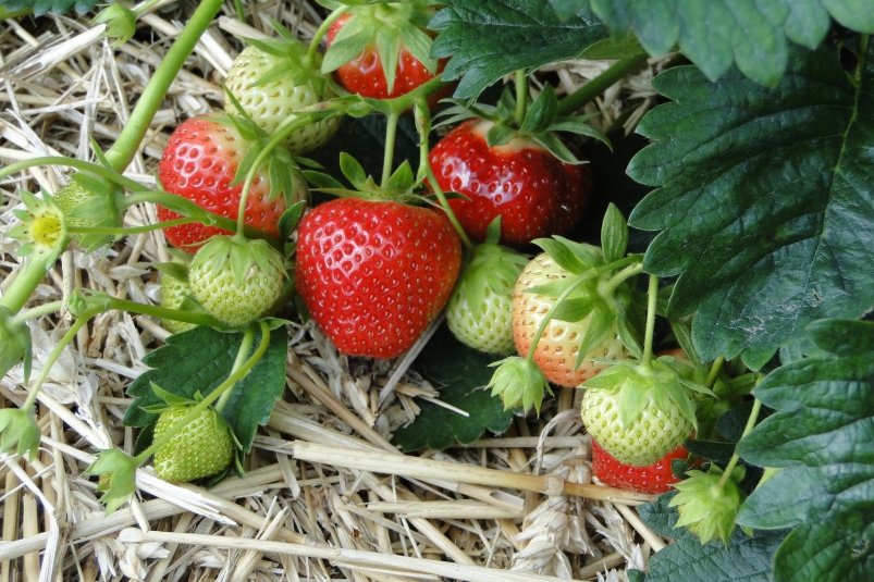 Pro jahody v dubnu - přísně povinné: Agronom připomněl 5 pravidel jarní péče