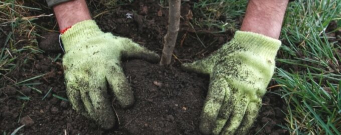 Pro zahrádkáře je důležité vědět - nebezpeční škůdci stromů a ochrana proti nim