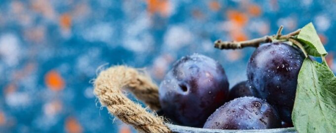 Sníte o šťavnatých švestkách? Vyzkoušejte tyto tipy a vaše švestky se vám odvděčí velkou úrodou.