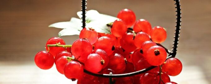 Zkušení zahradníci mají větší plody rybízu než třešně: jejich tajemství spočívá ve správném prořezávání keřů.