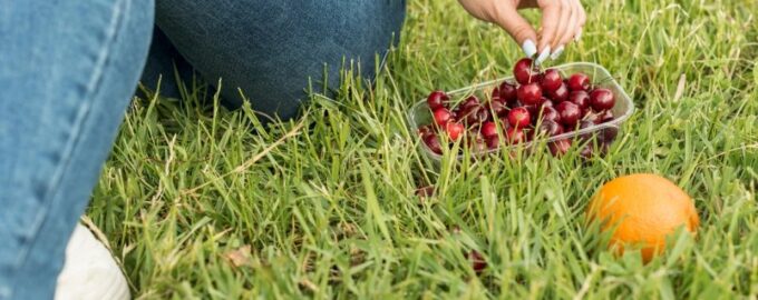 "Zlaté" hnojivo pro třešně v květnu a srpnu - sklizeň vás omrzí.